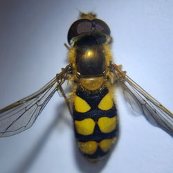 Eupeodes goeldlini